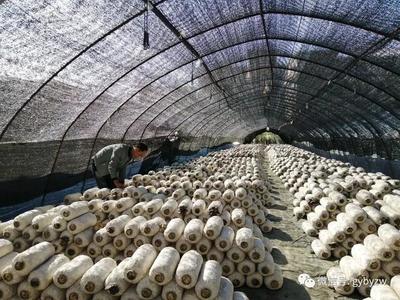 全力打造“產業新城、品質白云”系列報道之一 構建綠色健康新標桿——白云區食用農產品產業高質量發展觀察